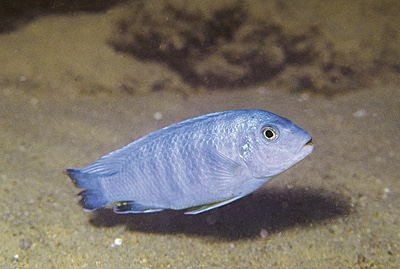 Pseudotropheus sp. 'sand cobalt' Likoma Island